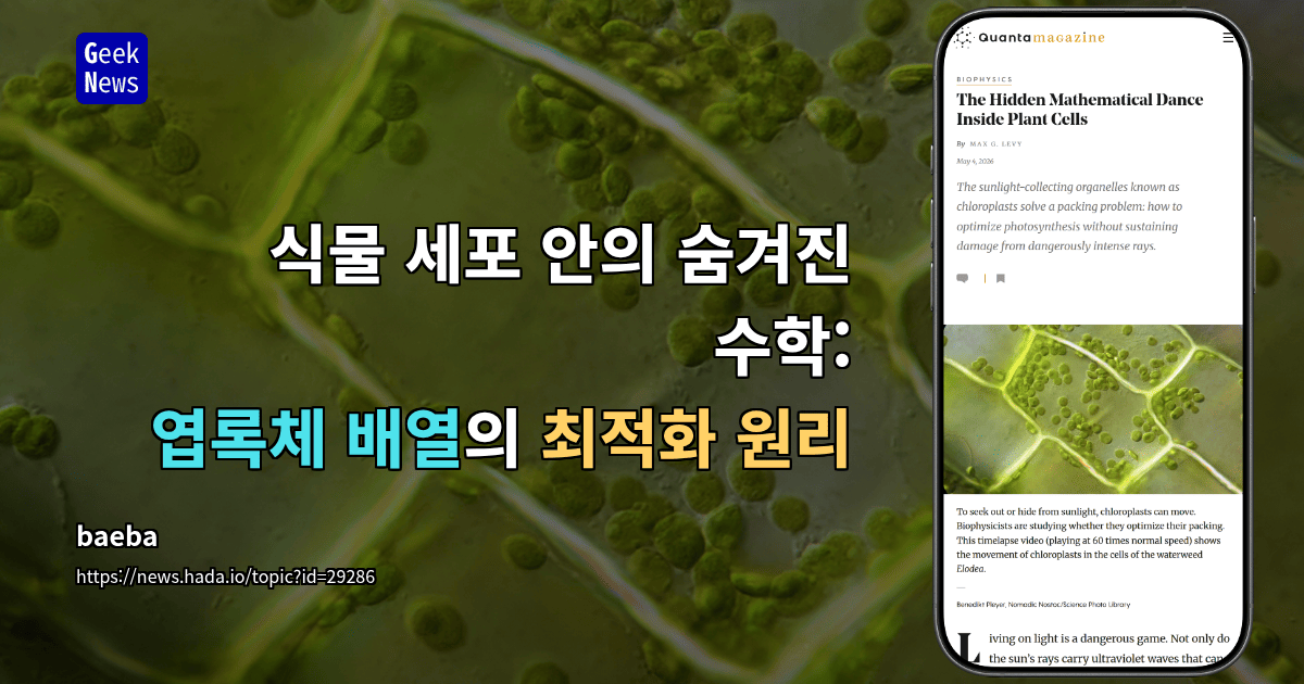 식물 세포 안의 숨겨진 수학: 엽록체 배열의 최적화 원리